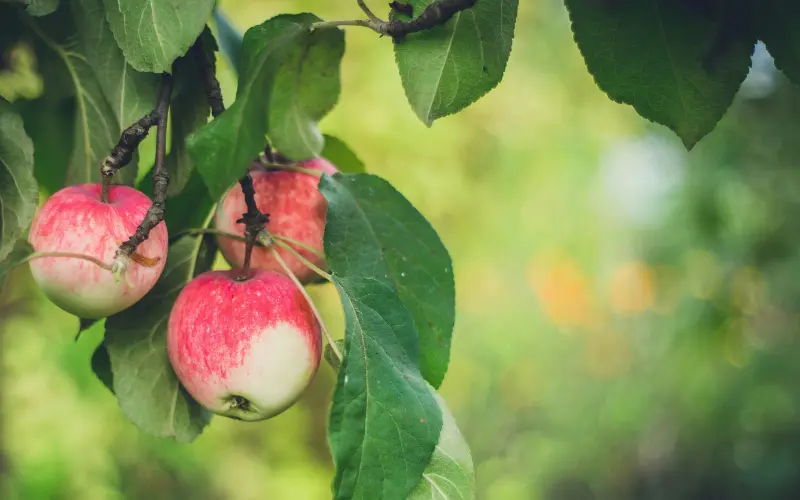 Red apples hanging from a tree with green leaves