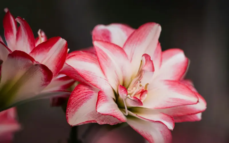 Two pink and white flowers against a dark background