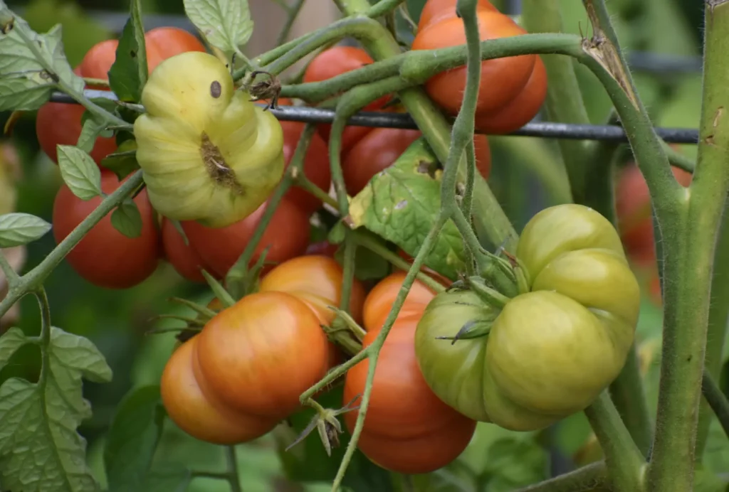 Green vines with red, orange, and green tomatoes