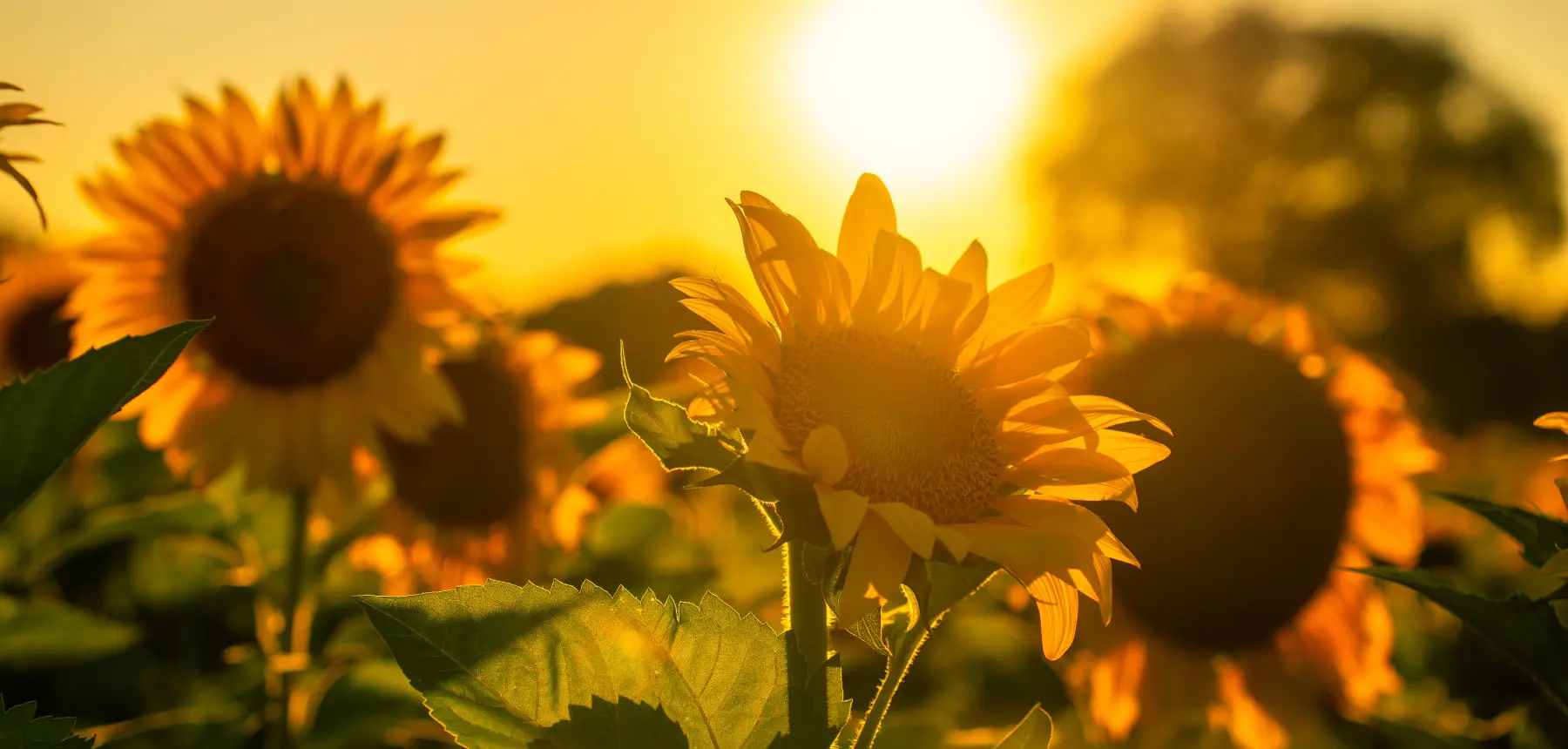 Sunflowers against a yellow sunset sky